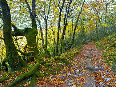 ptif_bt345-camino-nun-bosque-en-outono